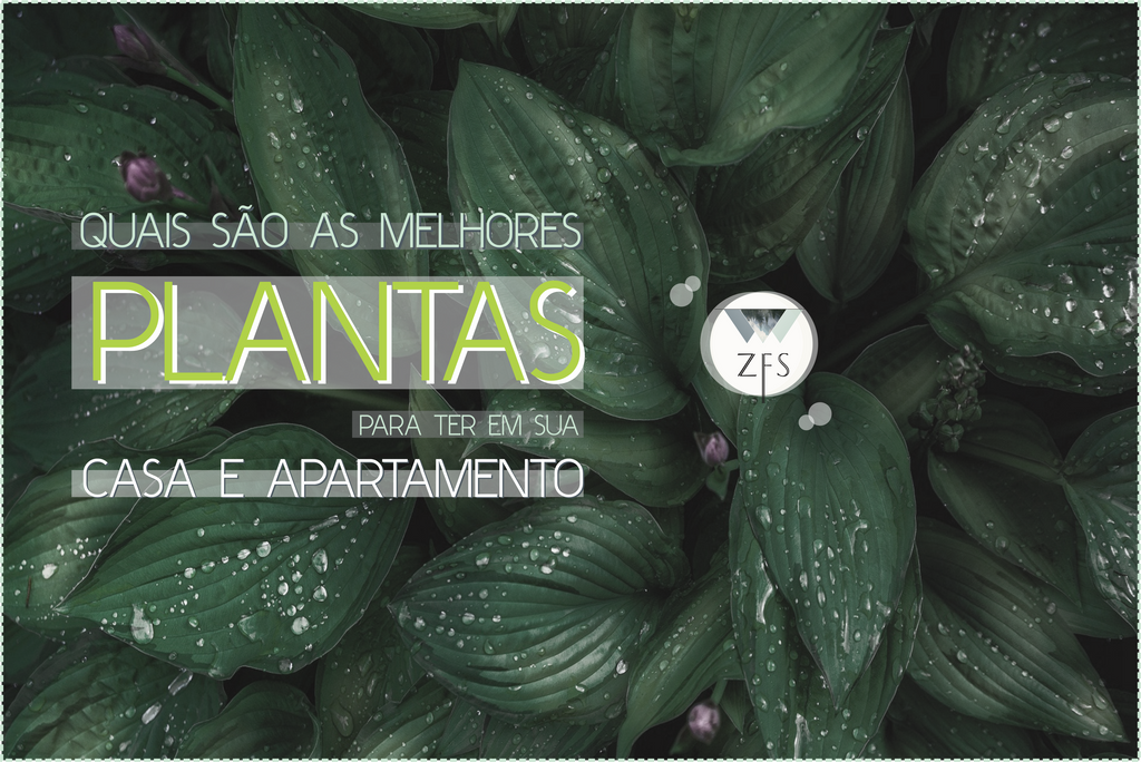 Quais são as melhores plantas para ter em sua casa e apartamento?